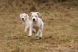 DOGUE ARGENTIN 184
